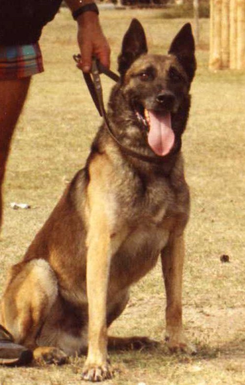 chien10.jpg