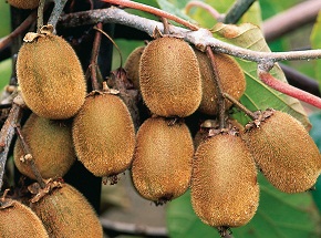 como cultivar kiwis