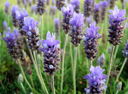 lavanda