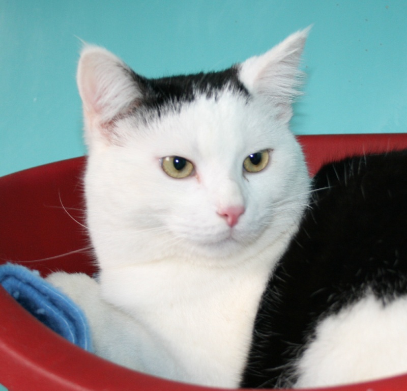 chat sexe gennevilliers