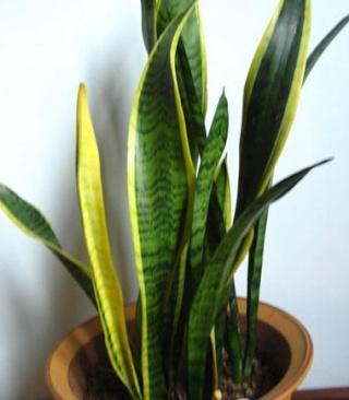 吸甲醛植物推荐