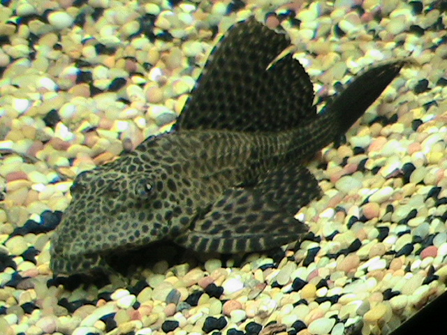 Sailfin Pleco