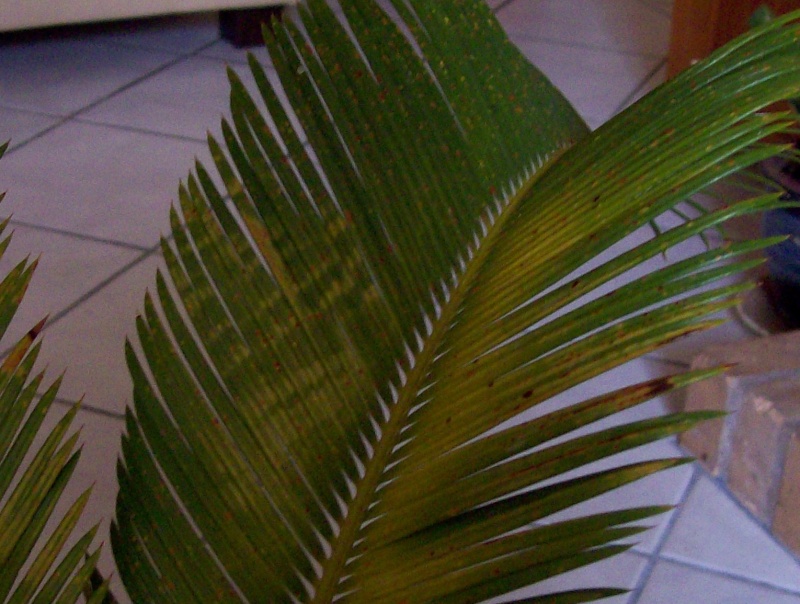 Cycas en bonne santé mais palmes jaunes...