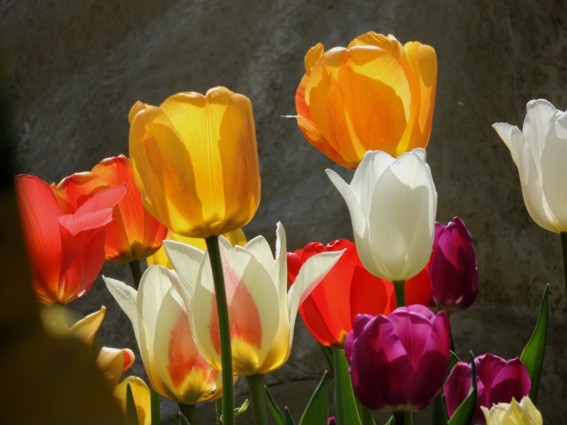 tulipe12.jpg
