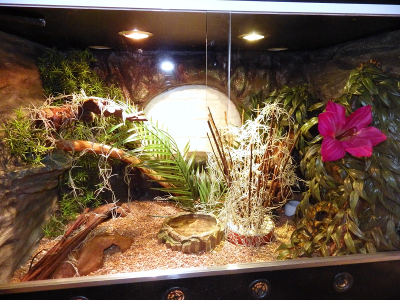 Terrarium Pour Pantherophis Guttatus